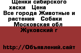 Щенки сибирского хаски › Цена ­ 12 000 - Все города Животные и растения » Собаки   . Московская обл.,Жуковский г.